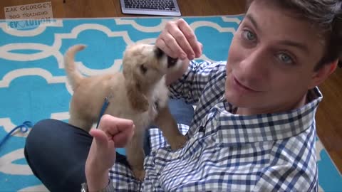 How to train your new dog