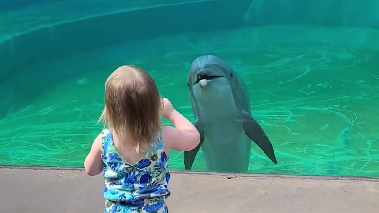 little girl talks to dolphin