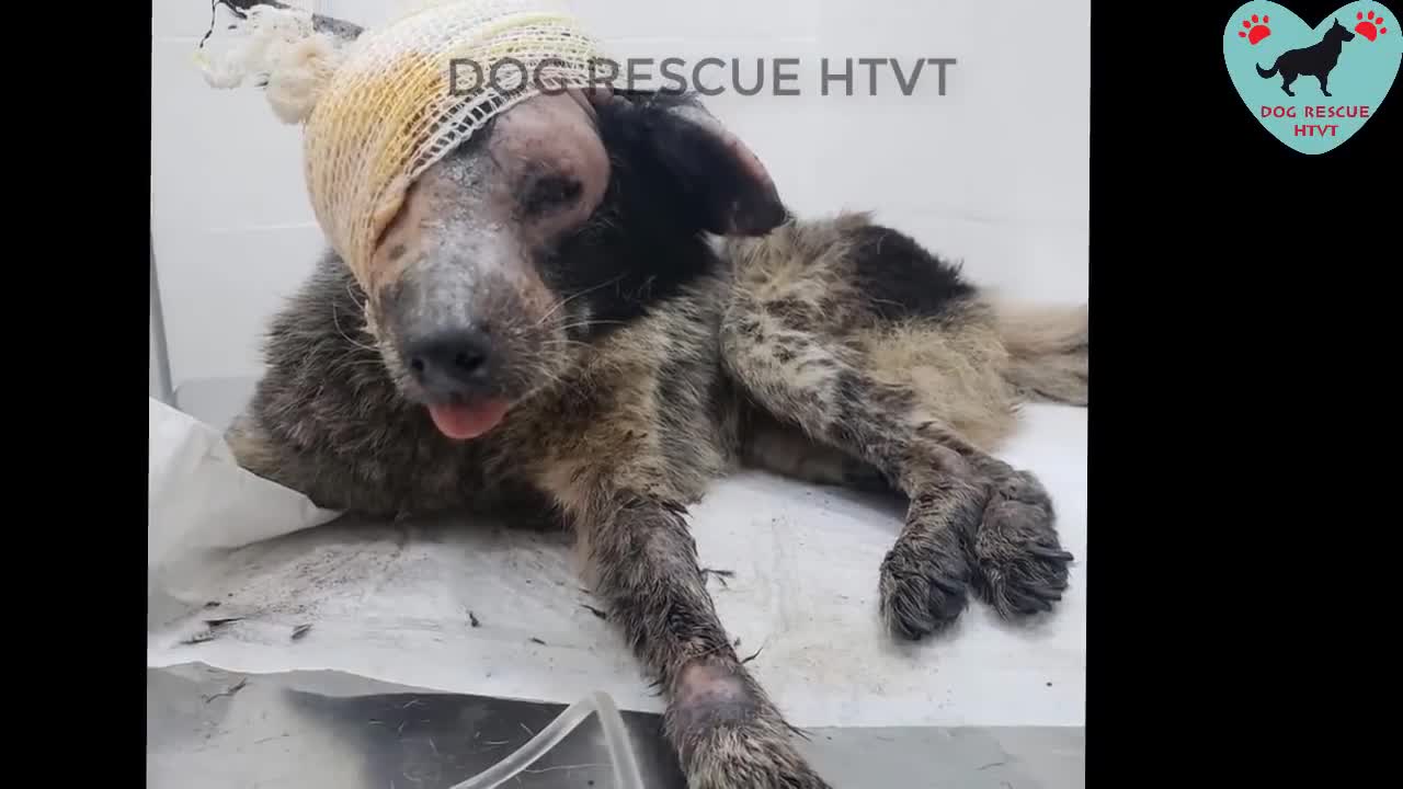 Rescuing DOGS Mans Bestfriend Part6