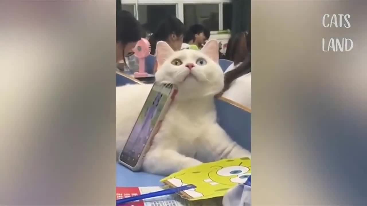 Soo Cute funny cat