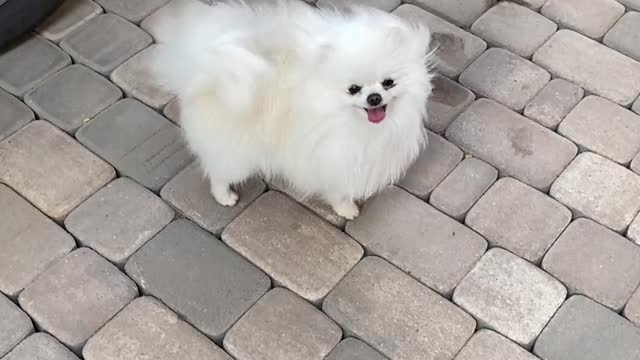 a cute dog playing with car