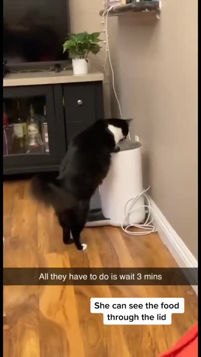 Cats are trying to figure out how to get food out of the automatic feeder.