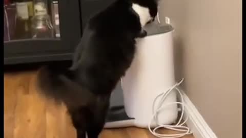 Cats are trying to figure out how to get food out of the automatic feeder.