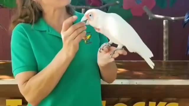 Parrot Singer 🤔👌