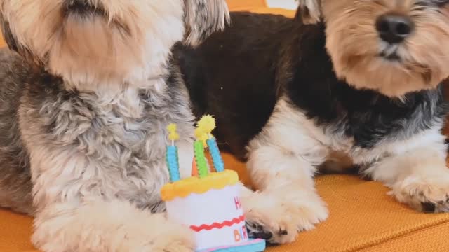 dogs video for kids