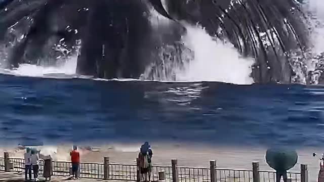 A Big Whale