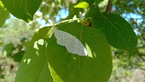 Running butterfly