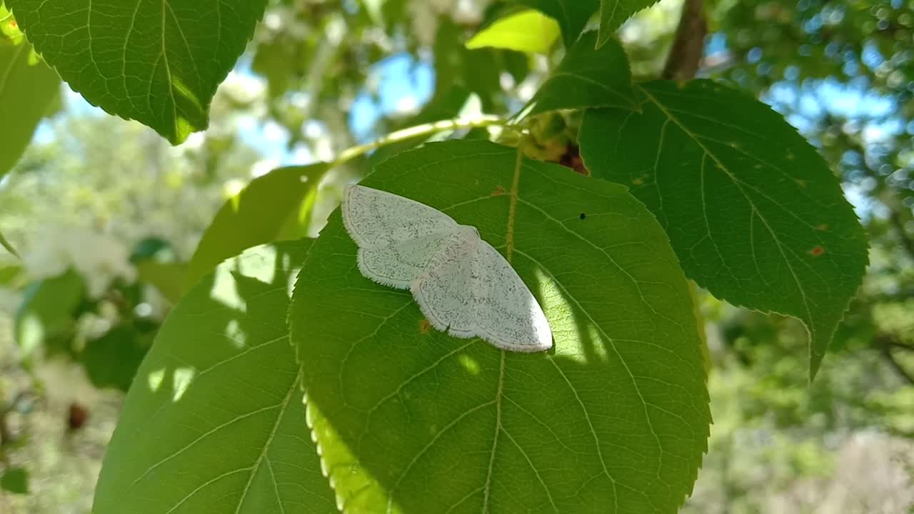 Running butterfly