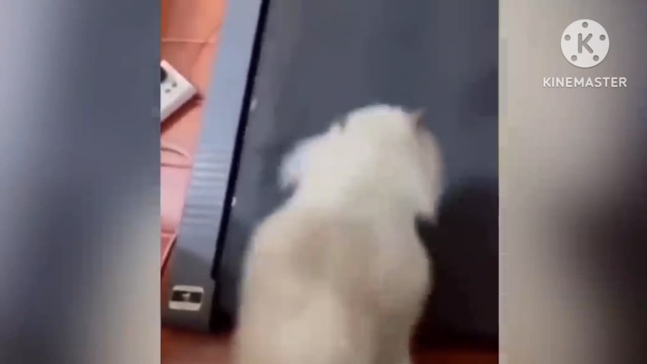 Cat moment