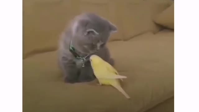 A cat is afarid of bird ☺