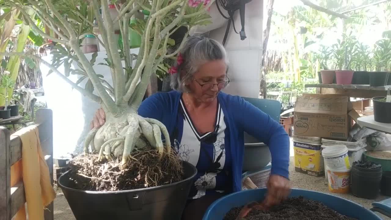 Fazendo a Mudança de Vaso da Rosa do Deserto Gigante sem fazer o levantamento de Caudex