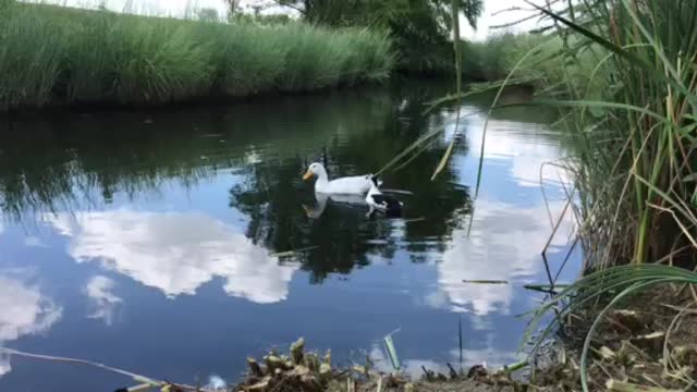 Big Duck with Duck and Cover in the creek.