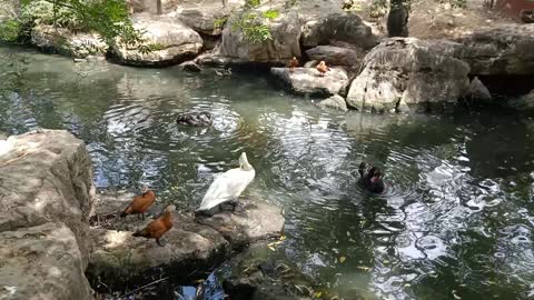 A big goose with two ducks