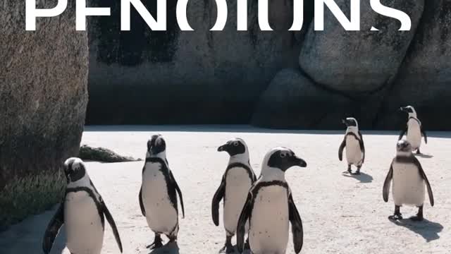 My Beloved Penquins