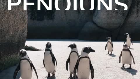 My Beloved Penquins