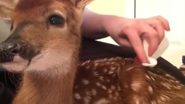 I hope he gets better soon, The little deer looks distressing