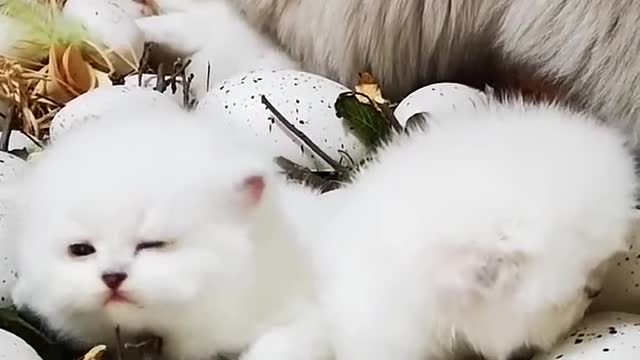 Cute Cat Children Playing Must Watch