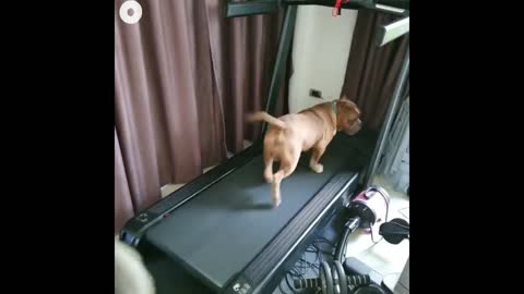 Dogs Running in Treadmill OMG So FUNNY