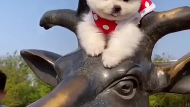 Mini Cute Pomeranian Boo Dog Funny TikTok Videos