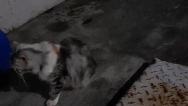 Funny cat videos #1 #cute #funny #2021 #tiktok