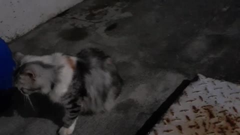 Funny cat videos #1 #cute #funny #2021 #tiktok