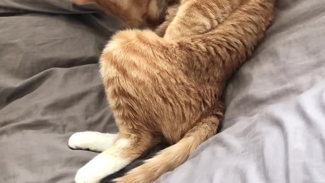 Grooming, are you a person or a cat?