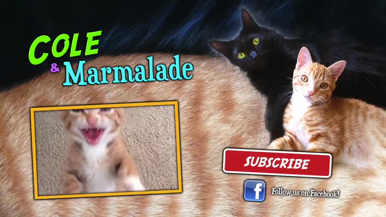 EPIC cat fight compilation-Cole and marmalade