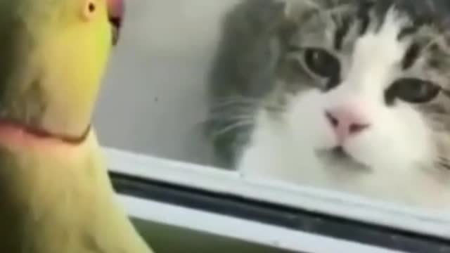 Parrot Plays Peek a Boo with Neighbors Cat # 🐈🦜