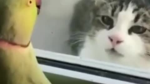 Parrot Plays Peek a Boo with Neighbors Cat # 🐈🦜