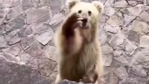 Funny bear