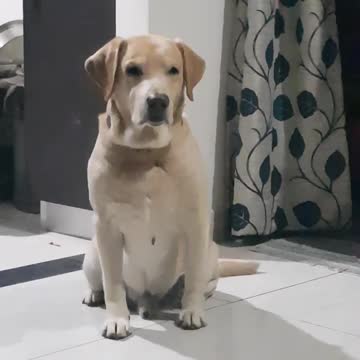 Cute dog is trying to keep his eyes open while waiting for the food.