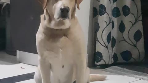 Cute dog is trying to keep his eyes open while waiting for the food.