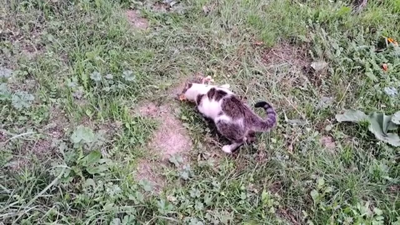 A cute and beautiful street cat eats food