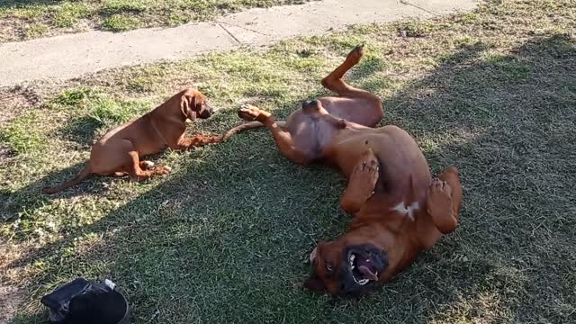 Rhodesian Ridgeback Dog Overjoyed At His New Playmate