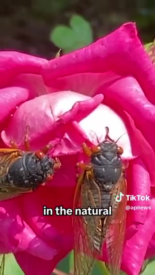 CICADA-GEDDON - WHAT