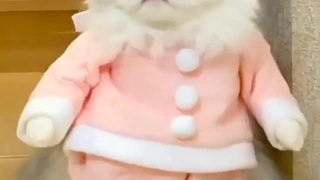 Cute cat | cat video | kitten video