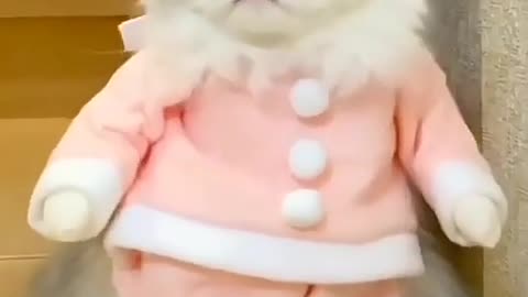Cute cat | cat video | kitten video