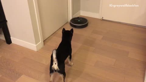 Black dog chasing moving vacuum cleaner
