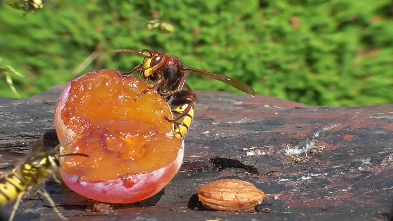 Hornets Prey on Wasps in Slow Motion