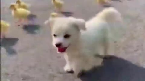 Cute Animals | Funny Animal Videos | Cute Animal Videos | So Cute Dog 10 😘 #shorts