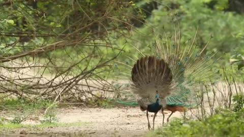 Amazing peacock enjoy in garden !#Iamarya...