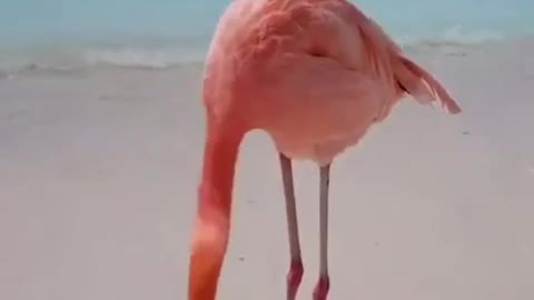 Proud Flamingo