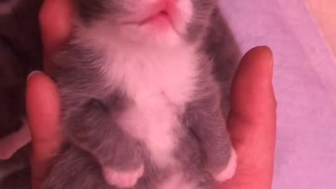 Newborn kittens don't open their eyes yet