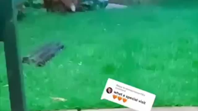 Cute Fox refunds with Friends - Aka Fox & Friends 😄