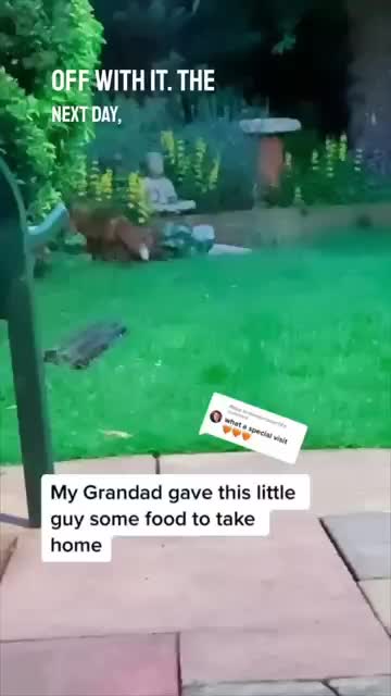 Cute Fox refunds with Friends - Aka Fox & Friends 😄