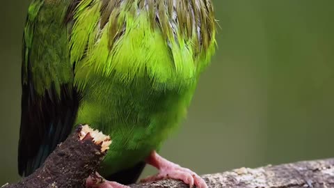 Beautiful Green bird