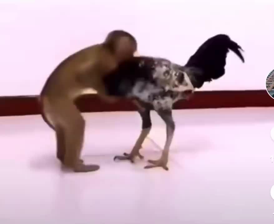 Monkey and dicky fight