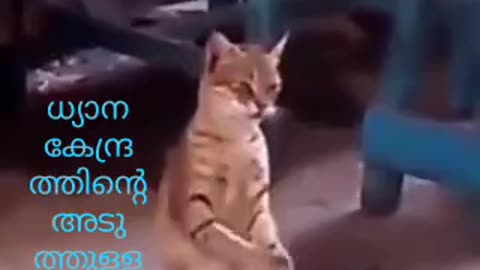 Funny cat