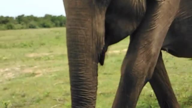 Group of wild elephants