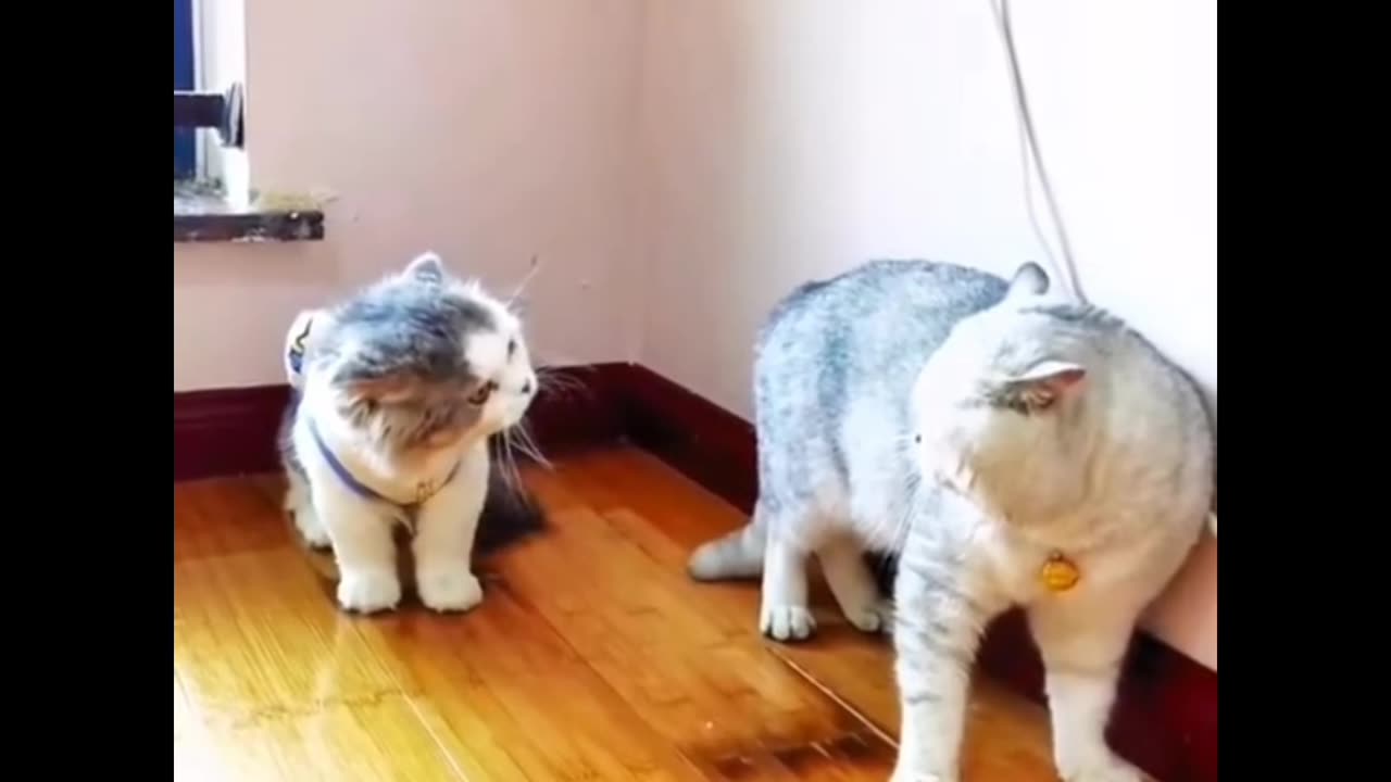 Funny cat🐱video🤣